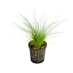 AquaFleur Tropical Aquarium Plant - Eleocharis Acicularis 5cm Pot