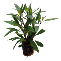 AquaFleur Tropical Aquarium Plant - Hygrophila Corymbosa Thailand 5cm Pot