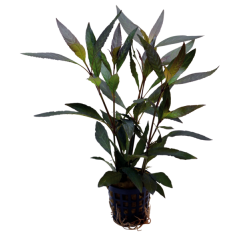 AquaFleur Tropical Aquarium Plant - Hygrophila Guanensis 5cm Pot