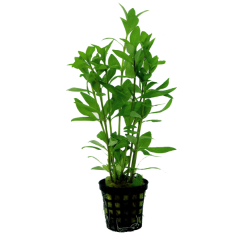 AquaFleur Tropical Aquarium Plant - Hygrophila Polysperma 5cm Pot