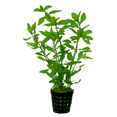 AquaFleur Tropical Aquarium Plant - Hygrophila Rosae Australis 5cm Pot