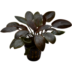 AquaFleur Tropical Aquarium Plant - Lagenandra Meeboldii Red 5cm Pot