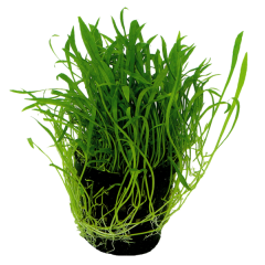 AquaFleur Tropical Aquarium Plant - Lilaeopsis Novea-Zealandia 5cm Pot