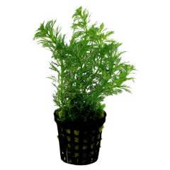 AquaFleur Tropical Aquarium Plant - Limnophila Heterophylla 5cm Pot