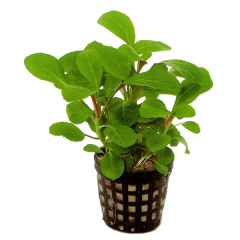 AquaFleur Tropical Aquarium Plant - Lobelia Cardinalis 5cm Pot