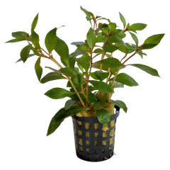 AquaFleur Tropical Aquarium Plant - Ludwigia Glandulosa 5cm Pot