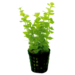 AquaFleur Tropical Aquarium Plant - Lysimachia Nummularia Aurea 5cm Pot