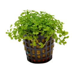 AquaFleur Tropical Aquarium Plant - Micranthemum Monte Carlo 5cm Pot