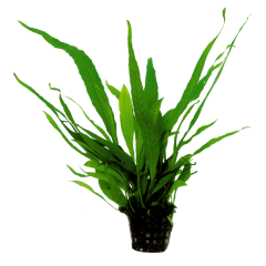AquaFleur Tropical Aquarium Plant - Microsorum Pteropus 5cm Pot