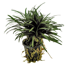 AquaFleur Tropical Aquarium Plant - Ophiopogon Kyoto 5cm Pot