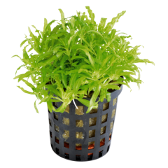 AquaFleur Tropical Aquarium Plant - Pogostemon Helferi 5cm Pot