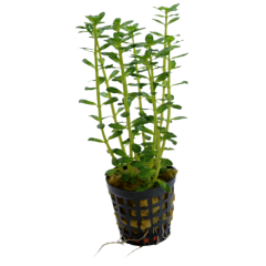 AquaFleur Tropical Aquarium Plant - Rotala Indica 5cm Pot