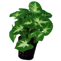 AquaFleur Tropical Aquarium Plant - Syngonium Pixii 5cm Pot