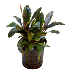 AquaFleur Tropical Aquarium Plant - Bucephalandra Theia 5cm Pot