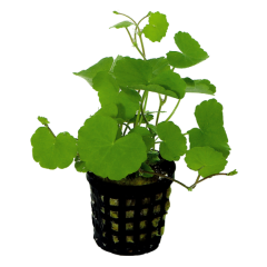 AquaFleur Tropical Aquarium Plant - Hydrocotyle Leucocephala 5cm Pot