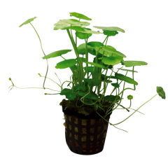 AquaFleur Tropical Aquarium Plant - Hydrocotyle Verticillata 5cm Pot