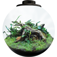Bio Art Terrarium Black Bowl