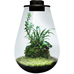 Bio Art Terrarium Black Drop