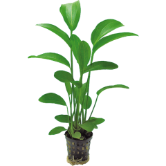 AquaFleur Tropical Aquarium Plant - Echinodorus Radicans 5cm Pot