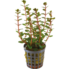 AquaFleur Tropical Aquarium Plant - Rotala Blood Red 5cm Pot