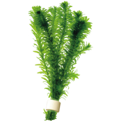 AquaFleur Tropical Aquarium Plant - Elodea Densa