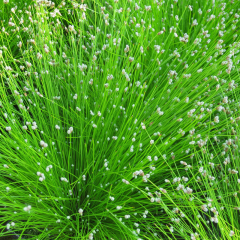 Fibre Optic Plant (Scirpus Cernuus) 1L Oxygenating Pond Plant