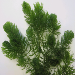Hornwort (Ceratophyllum Demersum) Pack of 5 Oxygenating Pond Plant