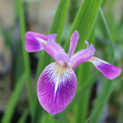 Northern Blue Flag (Iris versicolor 'Kermesina') Marginal Pond Plant