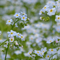 Water Forget-Me-Not (Myosotis Scorpioides) Marginal Pond Plant