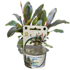 AquaFleur Tropical Aquarium Plants-Bucephalandra Theia
