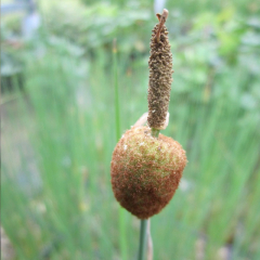 Miniature bullrush (Typha minima) Marginal Pond Plant