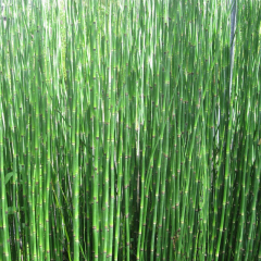 Dutch rush (Equisetum hyemale) Marginal Pond Plant