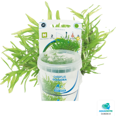 AquaFleur Tropical Aquarium Plants- Didiplis Diandra
