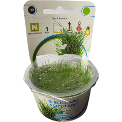 AquaFleur Tropical Aquarium Plants-Eleocharis Acicularis