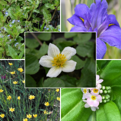 Pond Plant Pack - Flowering (Pack of 5 Plug Plants)