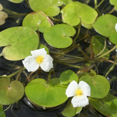 Frogbit (Hydrocharis morsus ranae) Pack of 5 Floating Pond Plants