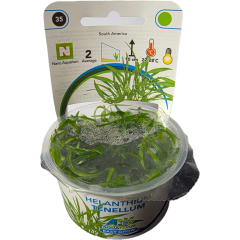 AquaFleur Tropical Aquarium Plants-Helanthium Tenellum