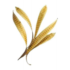 Natural Collection Ipil Tree Pods