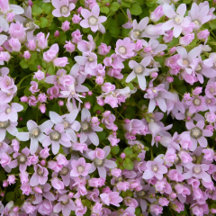 Bog Pimpernel (Anagallis Tenella) Marginal Pond Plant