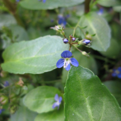 Brooklime (Veronica Beccabunga) Marginal Pond Plant