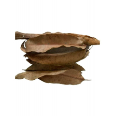 Natural Collection Jackfruit Leaves