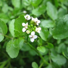 Water Cress (Rorippa Nasturtium Aquaticum) Marginal Pond Plant