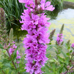 Purple Loosestrife (Lythrum Salicaria) Marginal Pond Plant