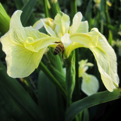 Iris Pseudacorus Bastardii Marginal Pond Plant