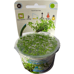 AquaFleur Tropical Aquarium Plants-Limnophila Vietnam