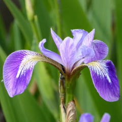 Blue Flag (Iris versicolor) Marginal Pond Plant