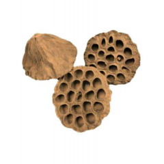 Natural Collection Lotus Pods 