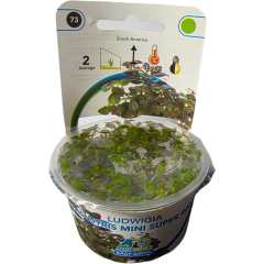 AquaFleur Tropical Aquarium Plants-Ludwigia Palustris