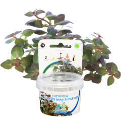 AquaFleur Tropical Aquarium Plants-Ludwigia Palustris