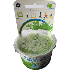 AquaFleur Tropical Aquarium Plants-Micranthemum Micranthemoides